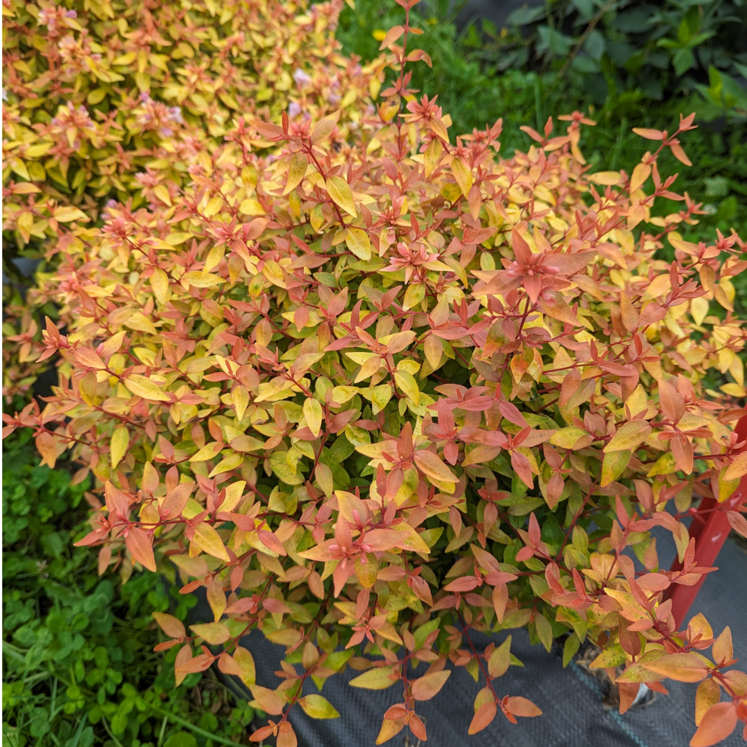 Abelia × 'SMNAGBT'