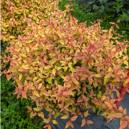 Abelia × 'SMNAGBT'