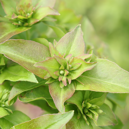 Abelia 'SMNAMW'