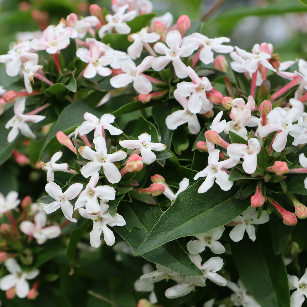 Abelia 'SMNAMW'