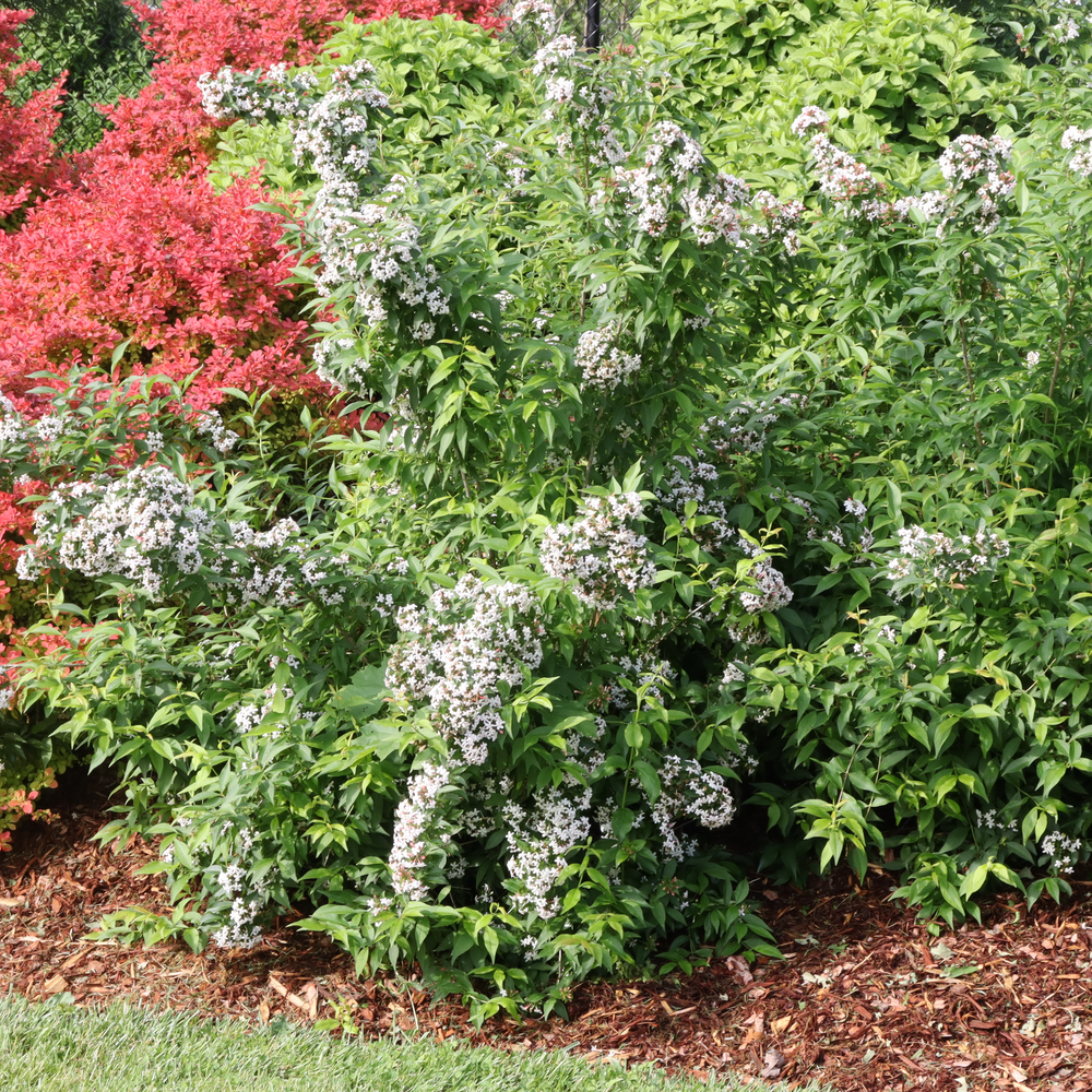 Abelia 'SMNAMW'