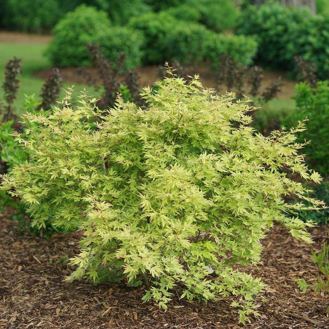 Japanese Maple - METAMORPHOSA