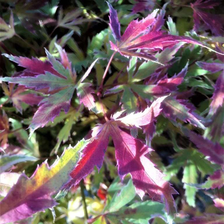 Japanese Maple - METAMORPHOSA