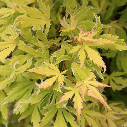 Japanese Maple - METAMORPHOSA