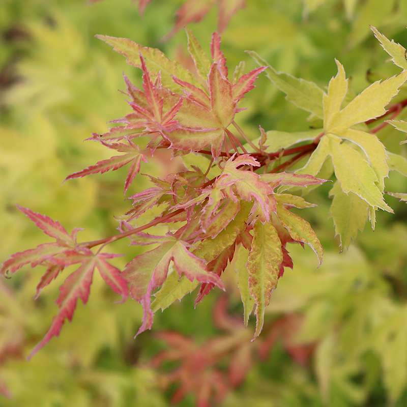Japanese Maple - METAMORPHOSA