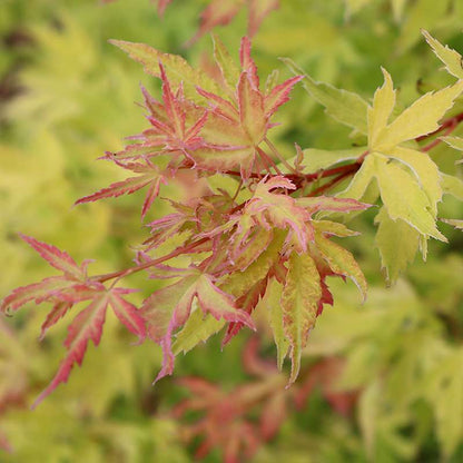 Japanese Maple - METAMORPHOSA