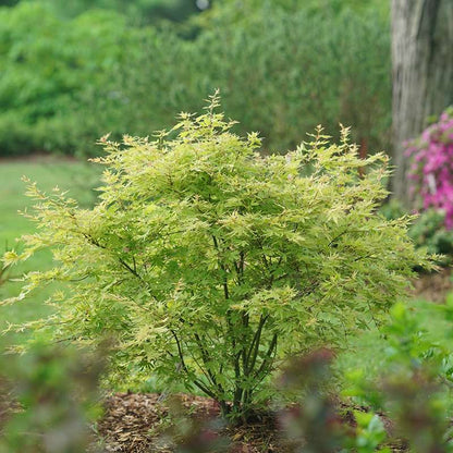 Japanese Maple - METAMORPHOSA