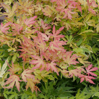 Japanese Maple - METAMORPHOSA