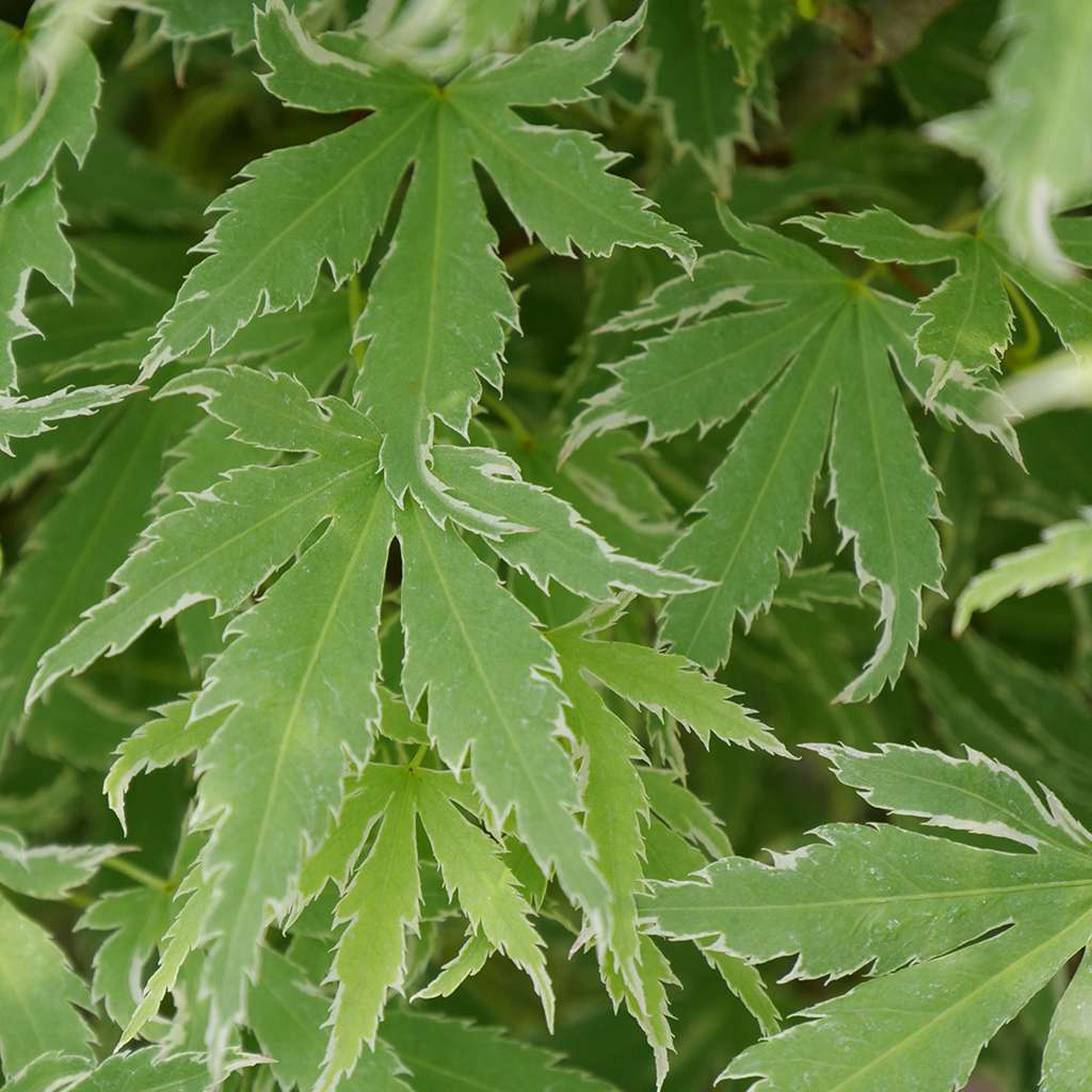 Japanese Maple - METAMORPHOSA