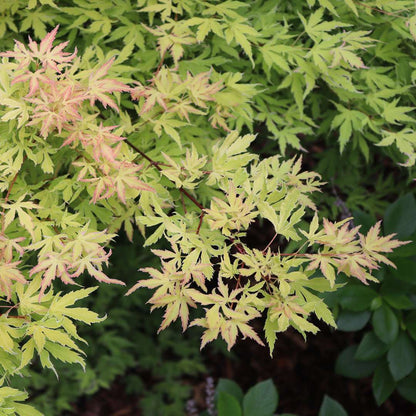 Japanese Maple - METAMORPHOSA