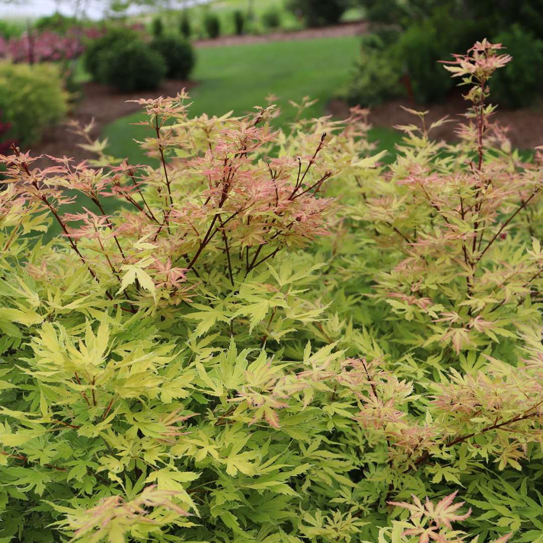 Japanese Maple - METAMORPHOSA