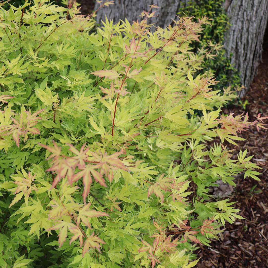 Japanese Maple - METAMORPHOSA