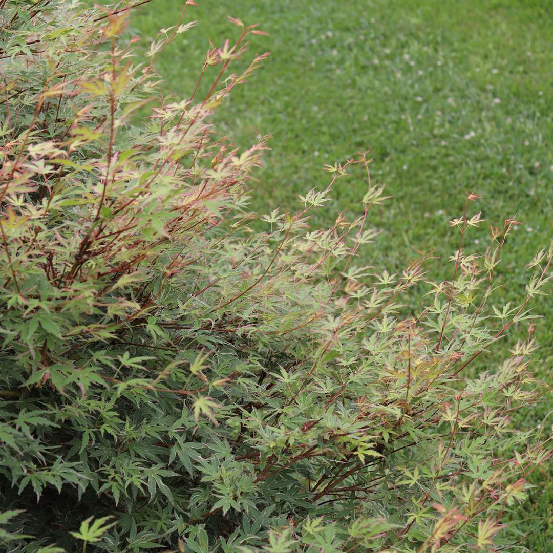 Japanese Maple - METAMORPHOSA