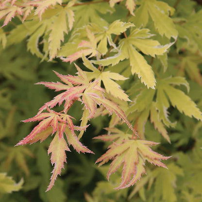 Japanese Maple - METAMORPHOSA