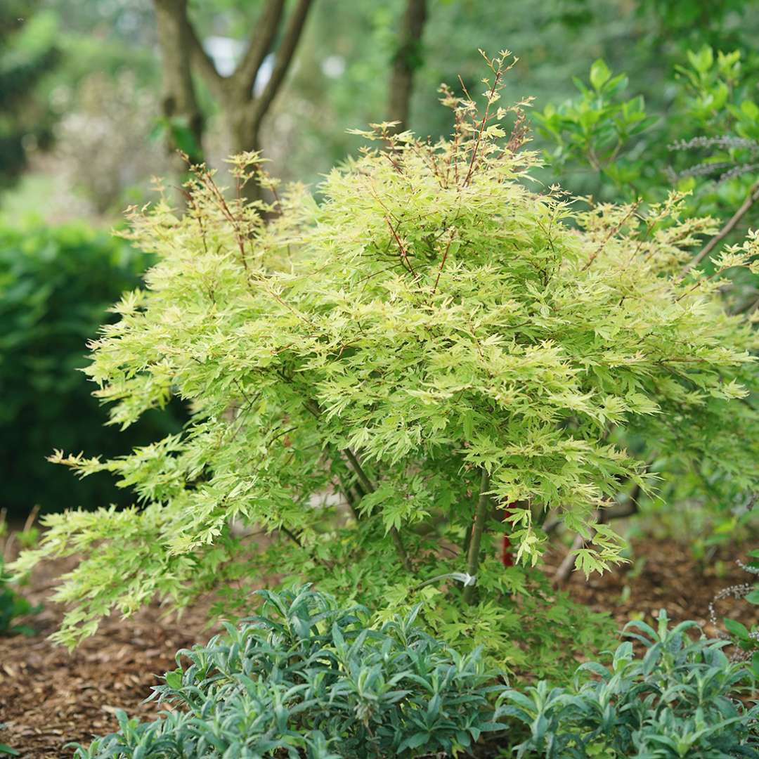 Japanese Maple - METAMORPHOSA
