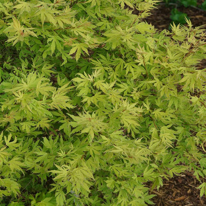 Japanese Maple - METAMORPHOSA