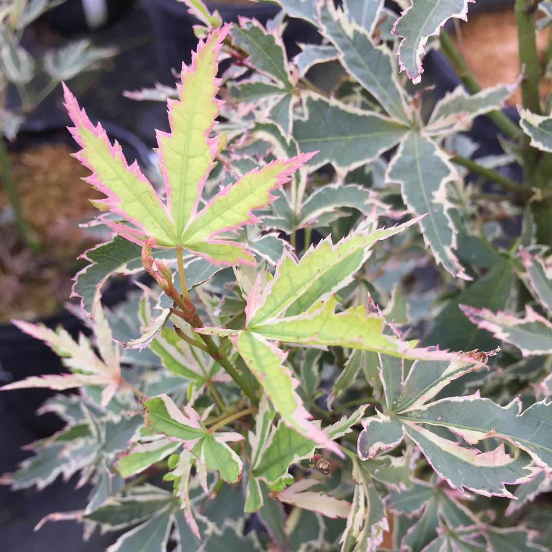 Japanese Maple - Butterfly
