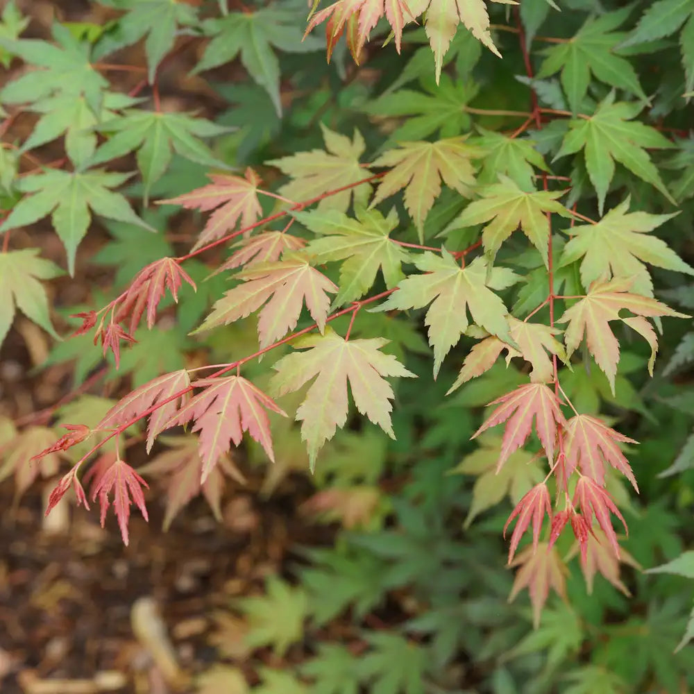 Hot Chana - Japanese Maple
