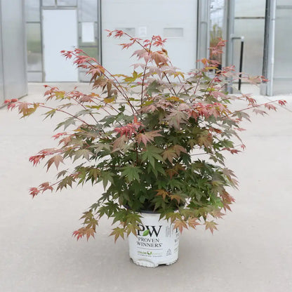 Hot Chana - Japanese Maple