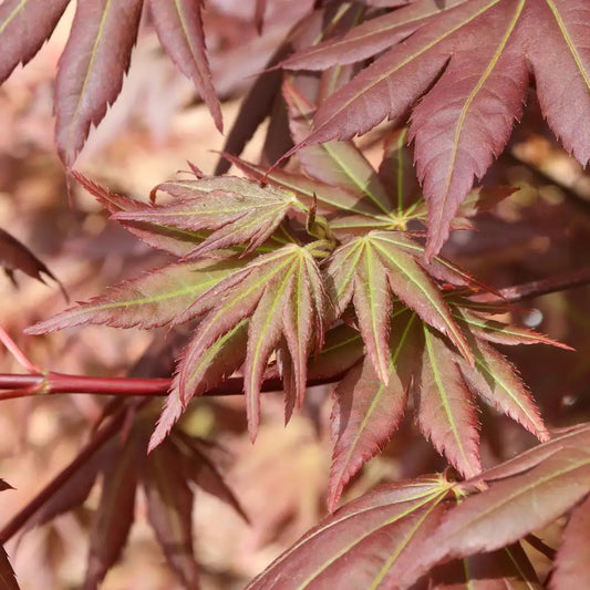 Hot Chana - Japanese Maple