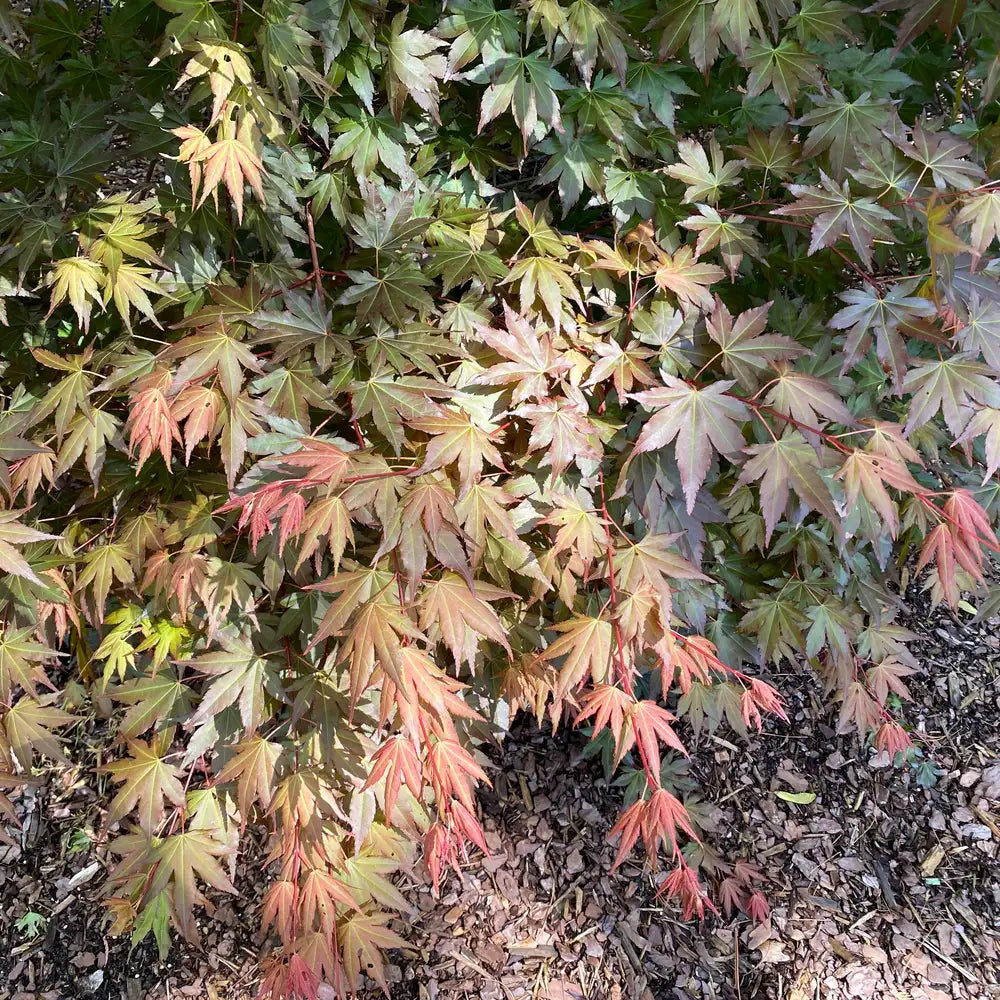 Hot Chana - Japanese Maple