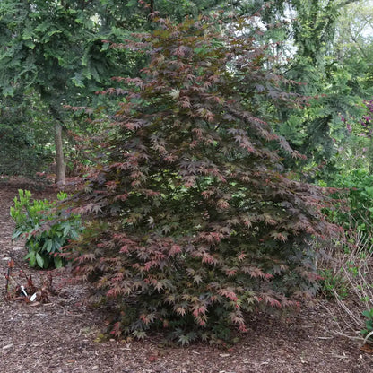 Hot Chana - Japanese Maple