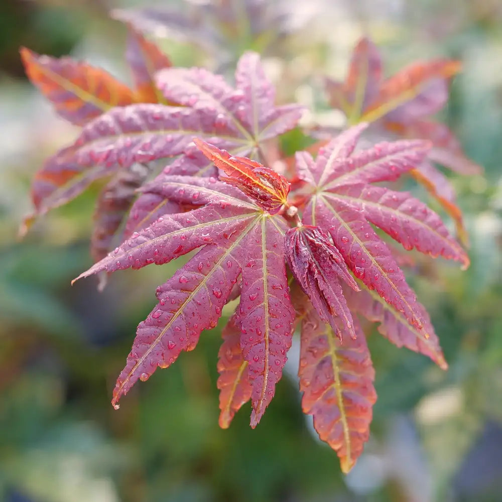 Hot Chana - Japanese Maple
