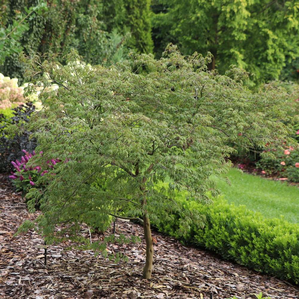 Japanese Maple - UNCOMMON THREAD