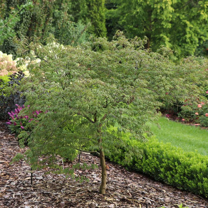 Japanese Maple - UNCOMMON THREAD