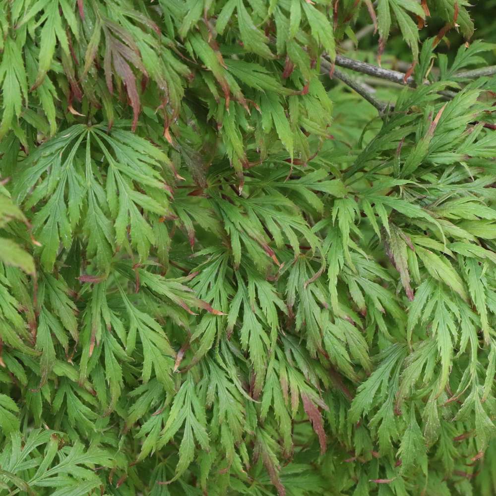Japanese Maple - UNCOMMON THREAD