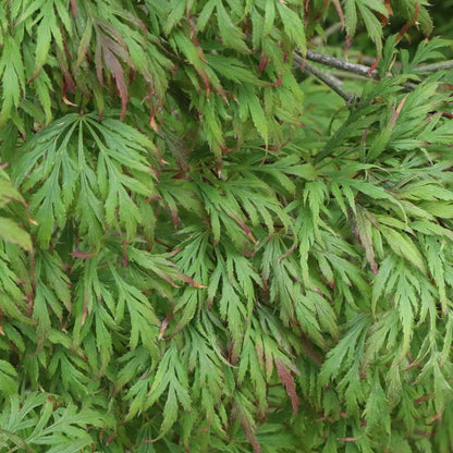 Japanese Maple - UNCOMMON THREAD