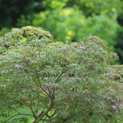 Japanese Maple - UNCOMMON THREAD