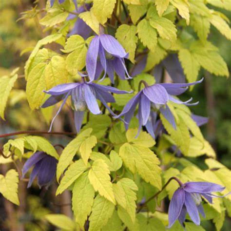 Clematis 'Alpina Blue Dancer'