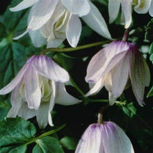 Load image into Gallery viewer, Clematis - Atragene - &#39;Alpina Pink Flamingo&#39;
