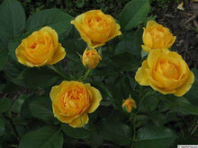 Load image into Gallery viewer, Rose - Kordes - Floribunda - Julia Child
