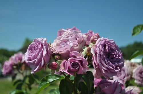 Rose - Climbing - Quick Silver