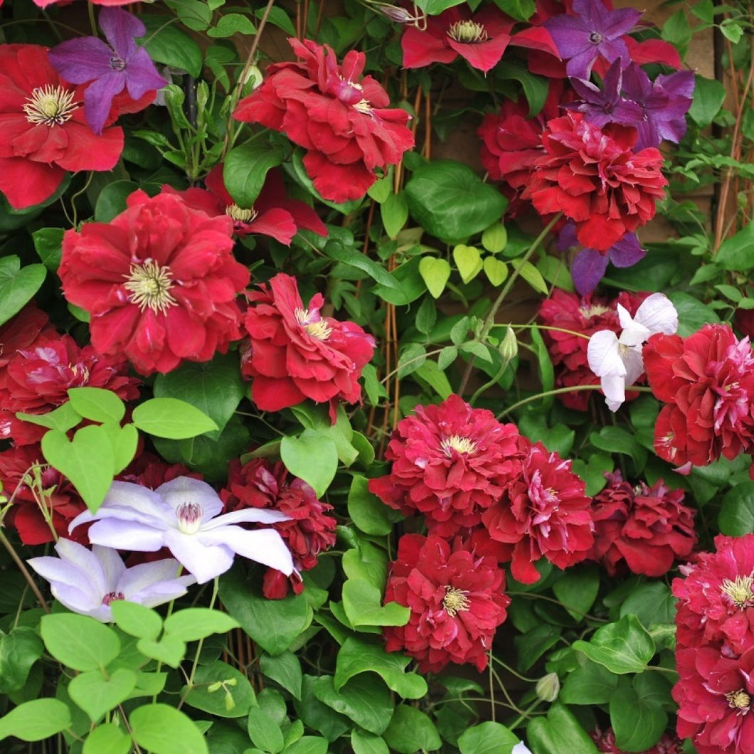 Clematis 'Charmaine' AKA 'Snow White in Red Wedding Dress'- Double Bloom Red