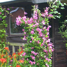 Load image into Gallery viewer, Clematis &#39;Alionushka&#39; - AKA ‘Aljenushka’ ‘Alyonushka’, ‘Aljonushka’; integrifolia ‘Aljonushka
