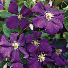 Load image into Gallery viewer, Clematis - Jackmanii Superba
