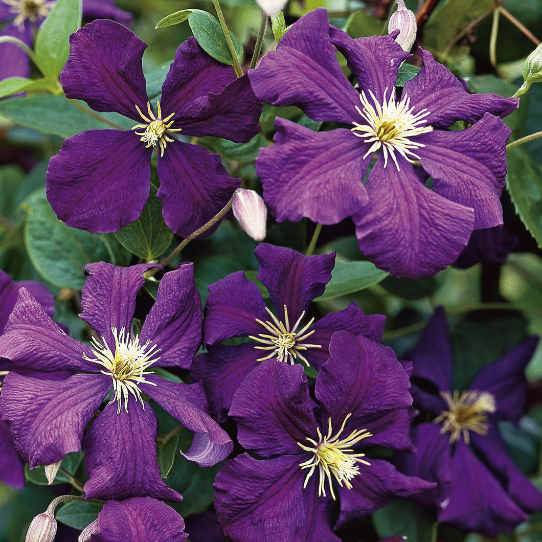 Clematis - Jackmanii