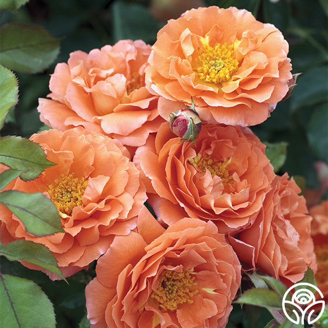 Rose - Adobe Sunrise