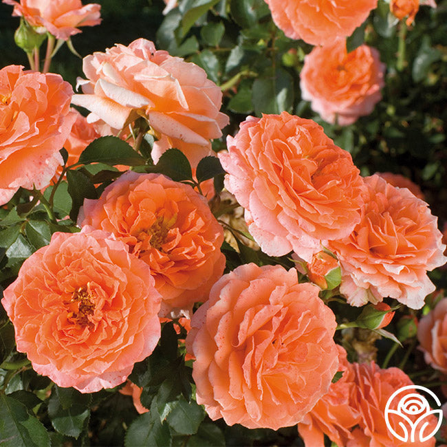 Rose - Adobe Sunrise