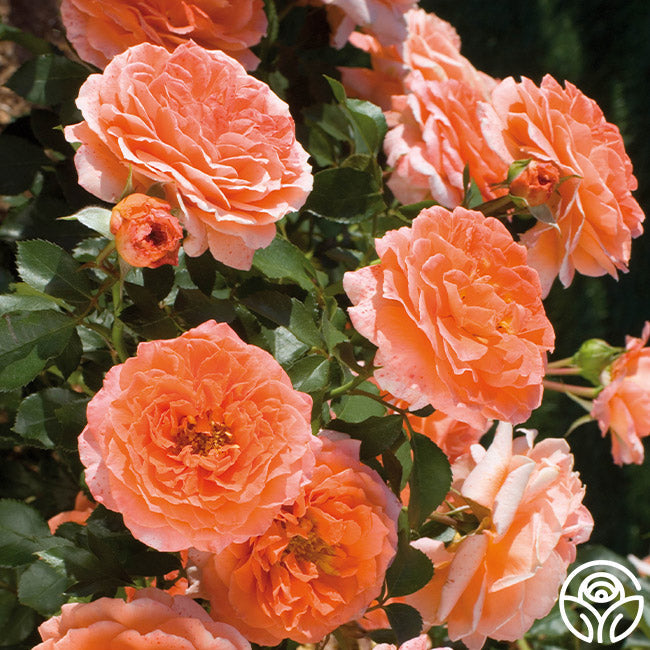 Rose - Adobe Sunrise