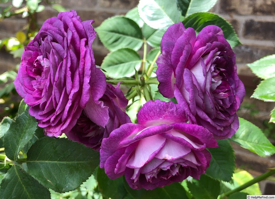 climbing lavender plant Rose - Climbing