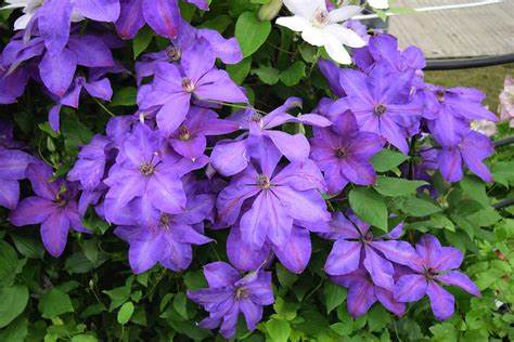 Clematis 'Elsa Spath'