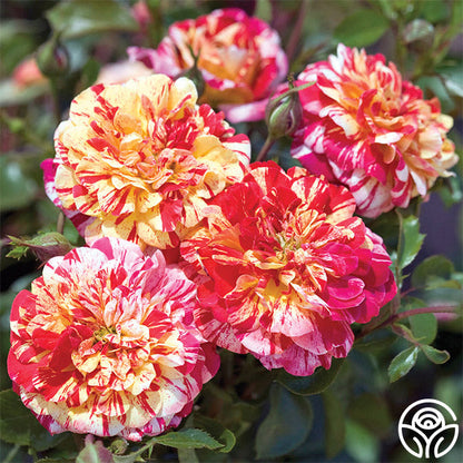 Rose - All American Magic