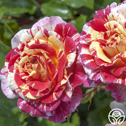 Rose - All American Magic