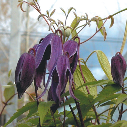 Clematis - alpina Helsingborg