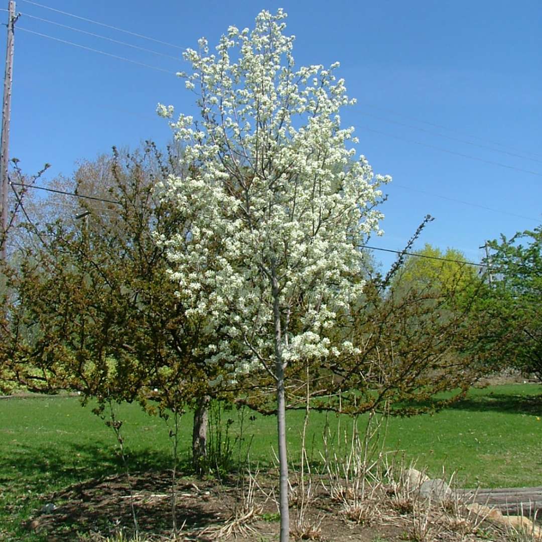 Serviceberry, saskatoon, shadblow - SPRING GLORY