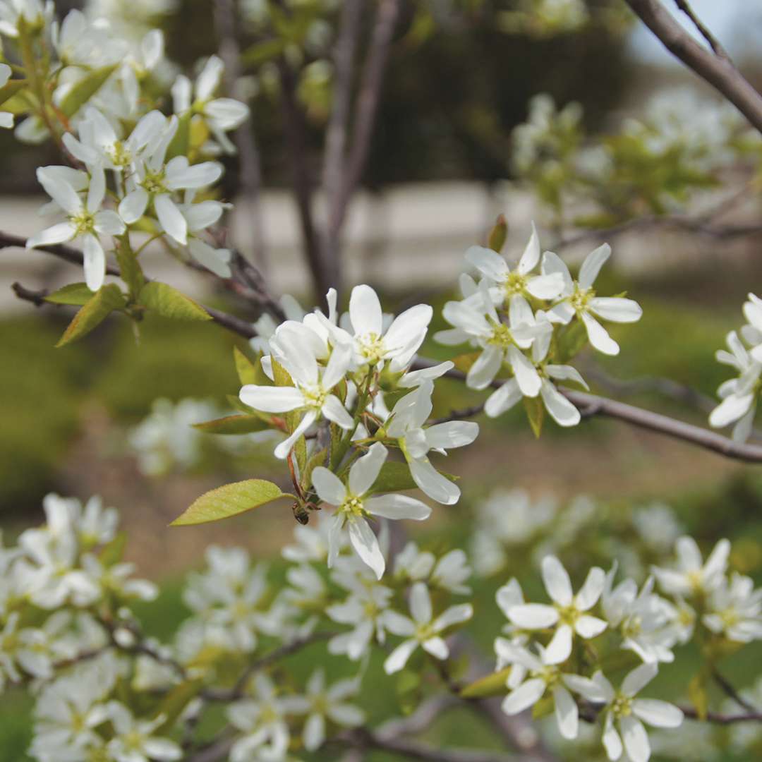 Serviceberry, saskatoon, shadblow - SPRING GLORY